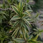 Author111 Profile Picture