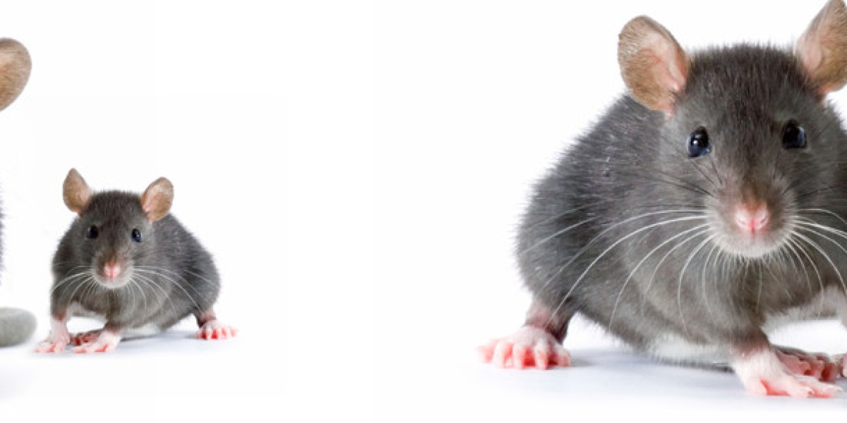 How Local Experts Keep Homes Safe From Rodents!!