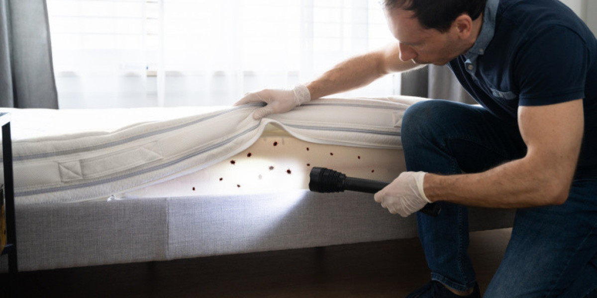 Why Bed Bugs Queens Infestations Spread So Fast—and How Experts Stop Them