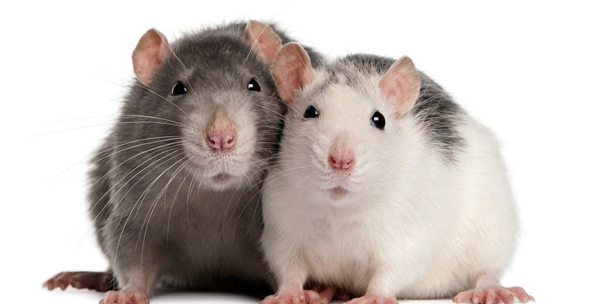Protecting Brooklyn Homes from Rodent Invasions