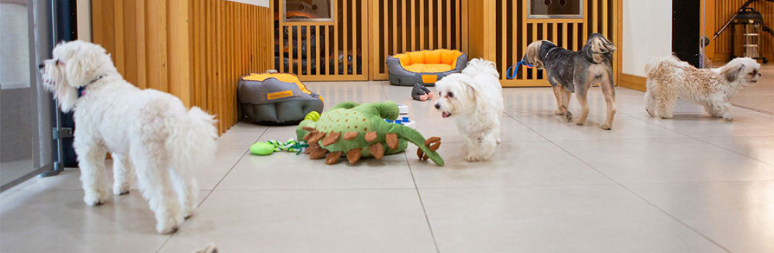 Pets Corner Cover Image