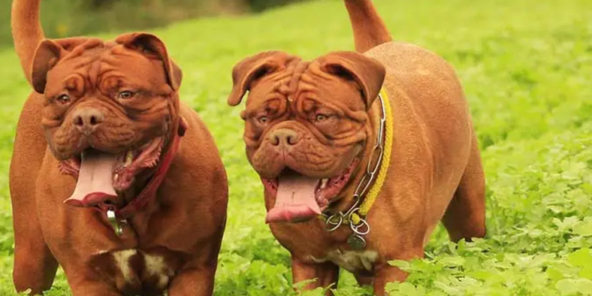 Dog Training Gold Coast | Gentle Positive Training That Works