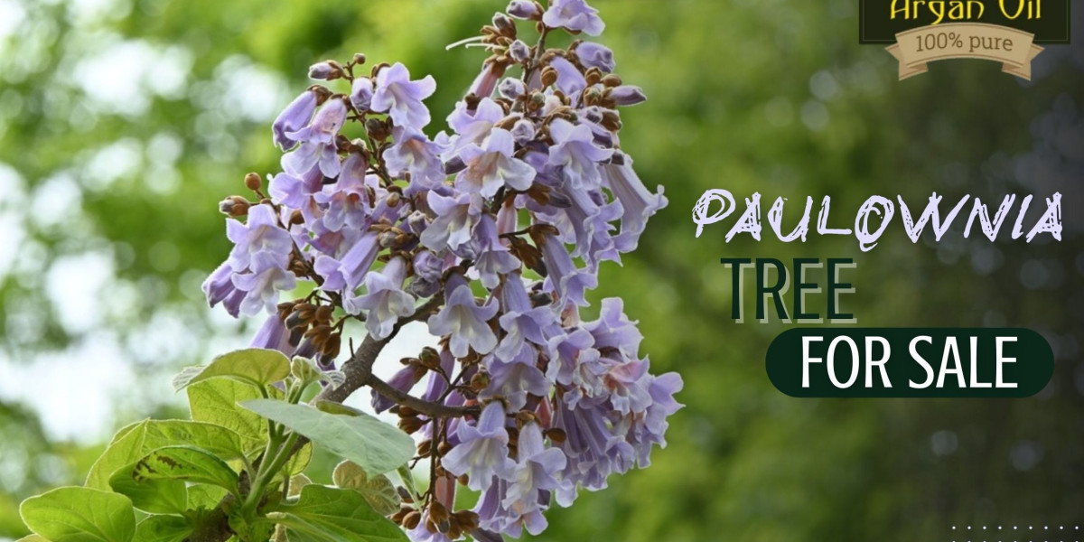 Paulownia Tree for Sale: Ideal Climates and Growing Conditions