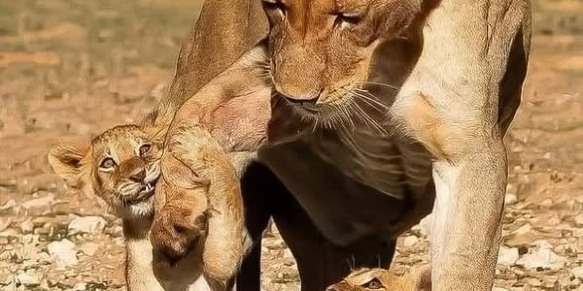 Yankees Long run Totally free Consultant Concentration: Cody Bellinger