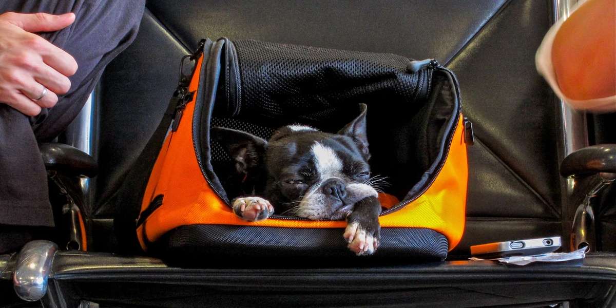 Southwest Pet Travel Policy: Requirements, Fees, and Guidelines