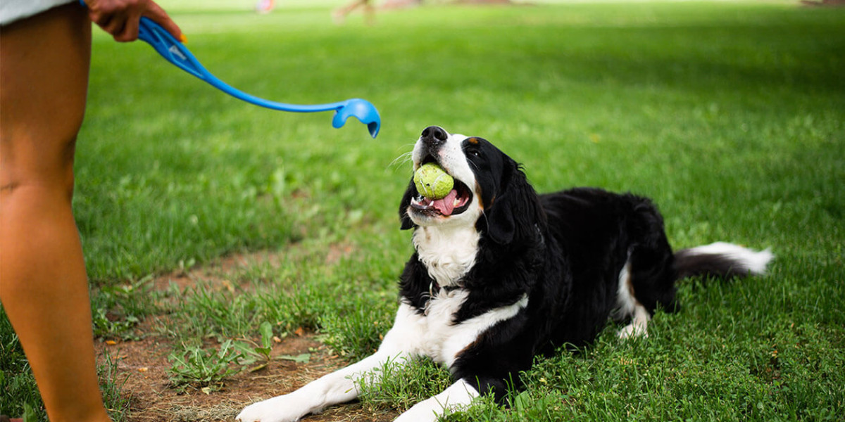 Pet Care Planning: A Complete Guide to Raising a Healthy and Happy Pet