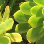 summy Profile Picture