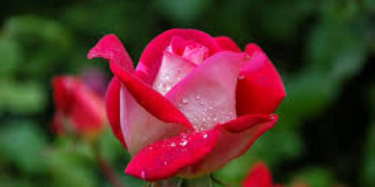 International Drivers Licence Online – Complete Guide