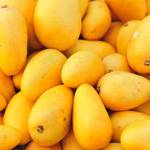Buy Export Qualit Chaunsa Mango Profile Picture