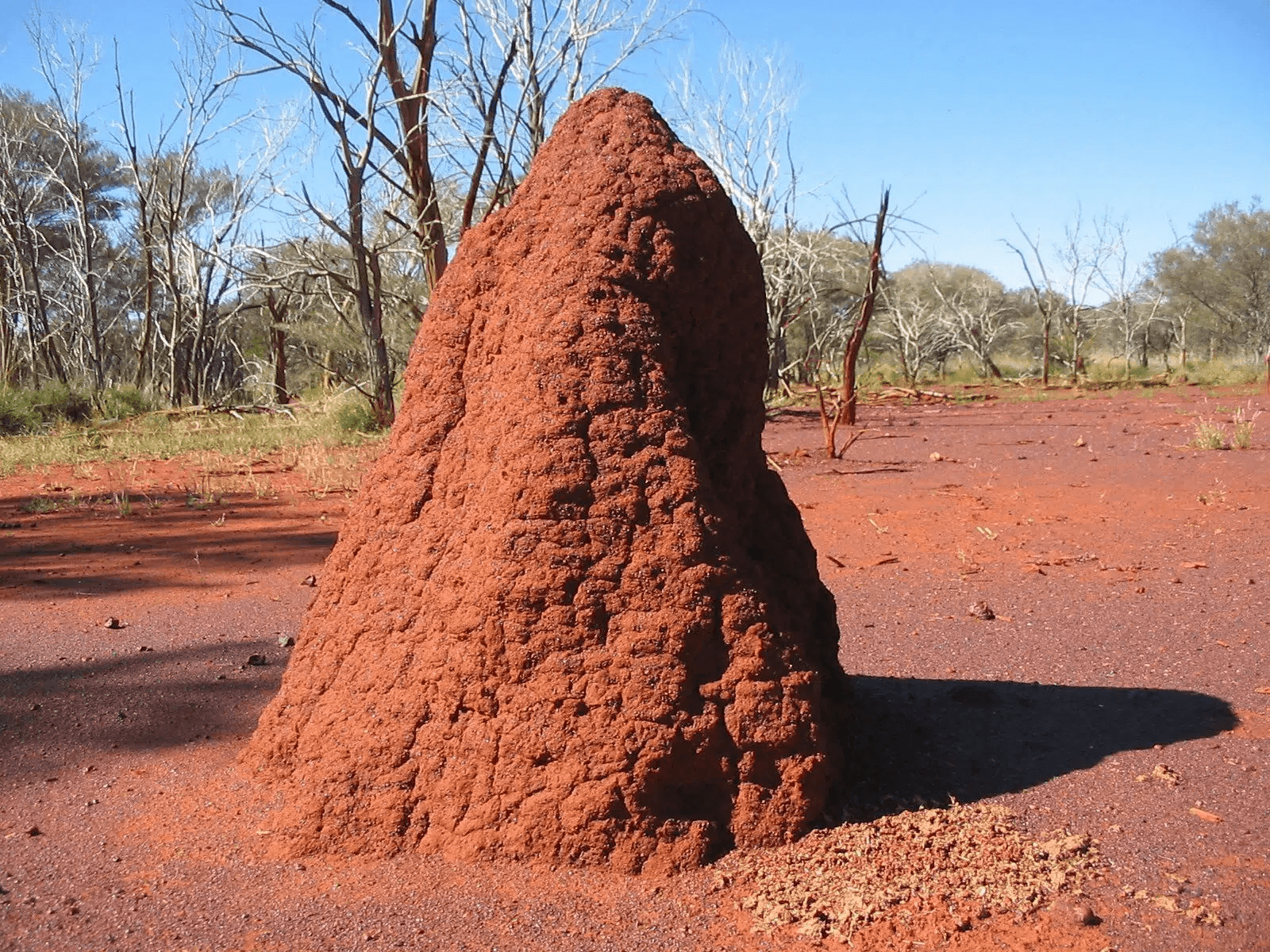 No.1 Termite Inspection Brisbane | Same-day Termite Check Report