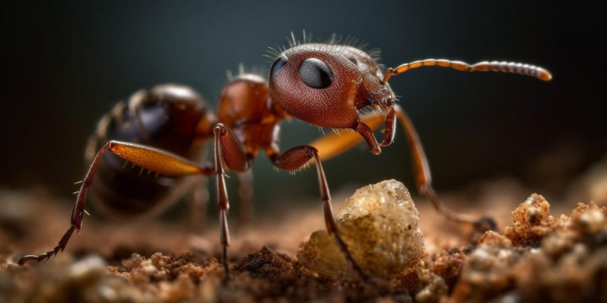 Ant Control Sydney: The Complete Guide to Eliminating Ant Infestations and Protecting Your Property