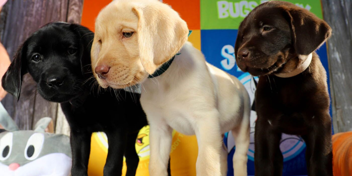 Puppy Training Boca Grande Giving Your Puppy the Best Start in Life