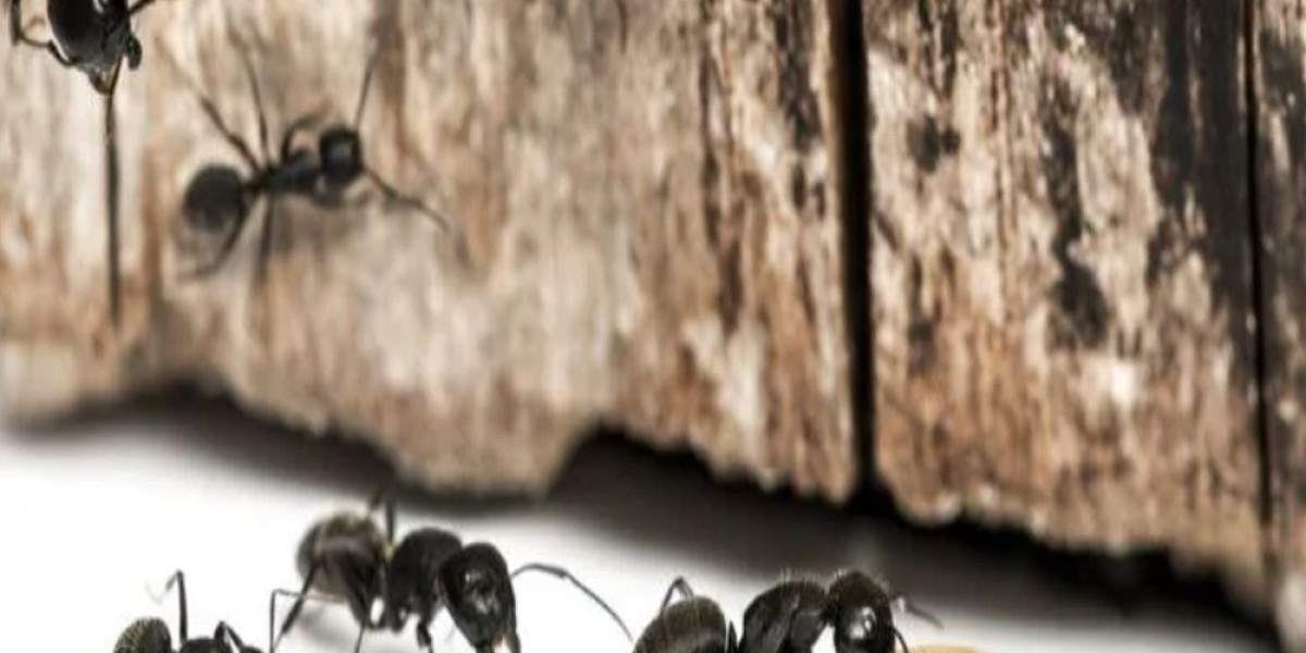 Protect Your Property with Smarter Pest Prevention Solutions