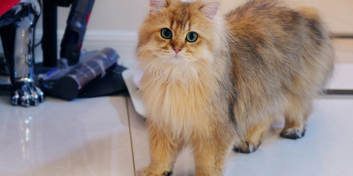 Cat Steam Brush: The Smart Grooming Solution for a Healthier and Happier Cat