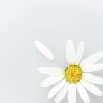 tekskosong Profile Picture
