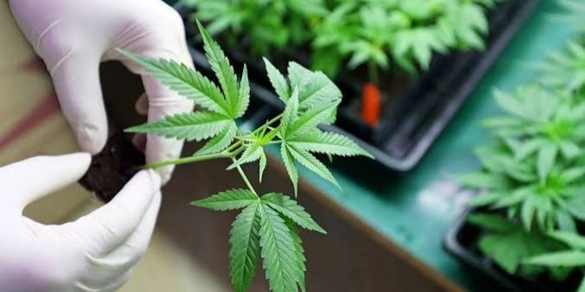 Medical Marijuana Card Virginia | Fast, Easy Approval