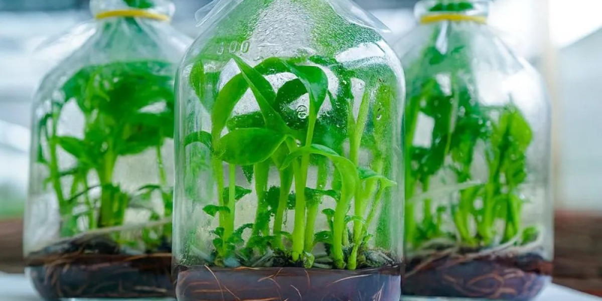 12 con giáp hợp trồng cây gì để đón tài lộc