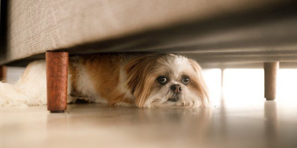 How to Spot Signs of Dog Anxiety and Calm Your Pup