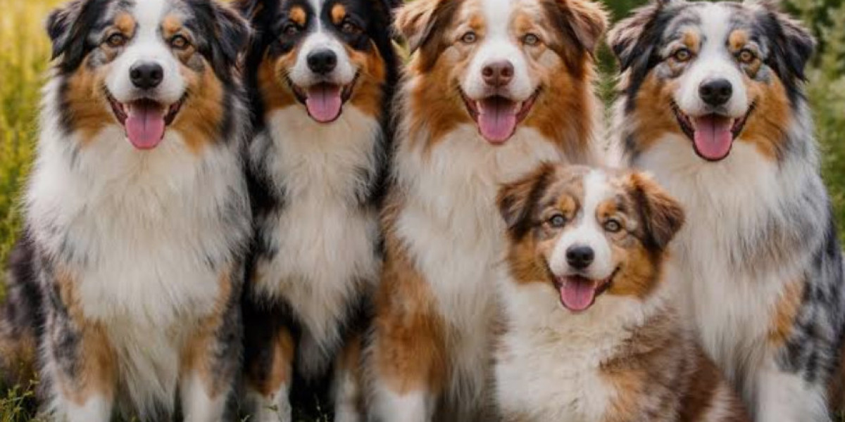 How Dog Trainers Gold Coast Help Build Stronger Bonds with Your Dog
