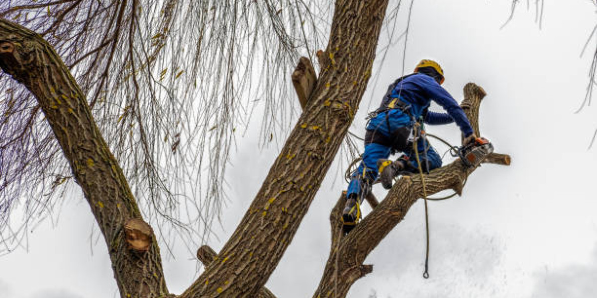 Better Results with General Tree Services Tips