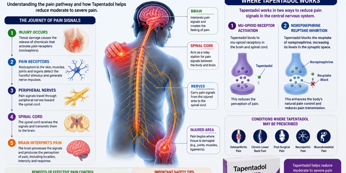 How Pain Travels Through the Nervous System and Where Tapentadol Works
