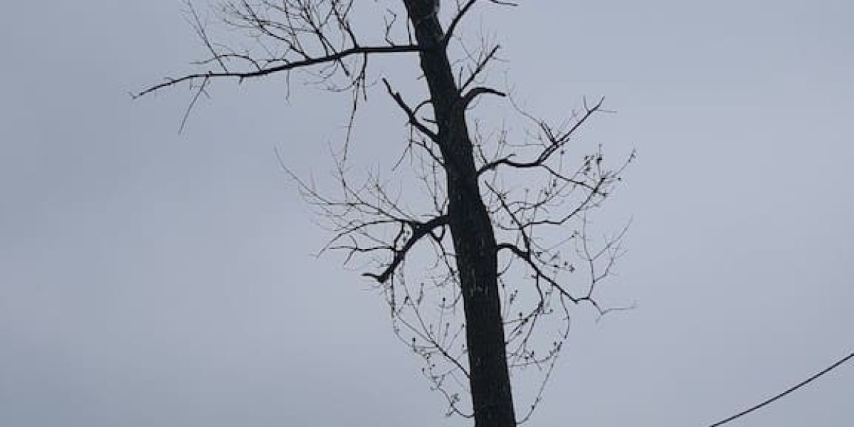 About Tree Care in Berwyn IL – Dedicated Professionals Committed to Healthy Trees and Safe Properties