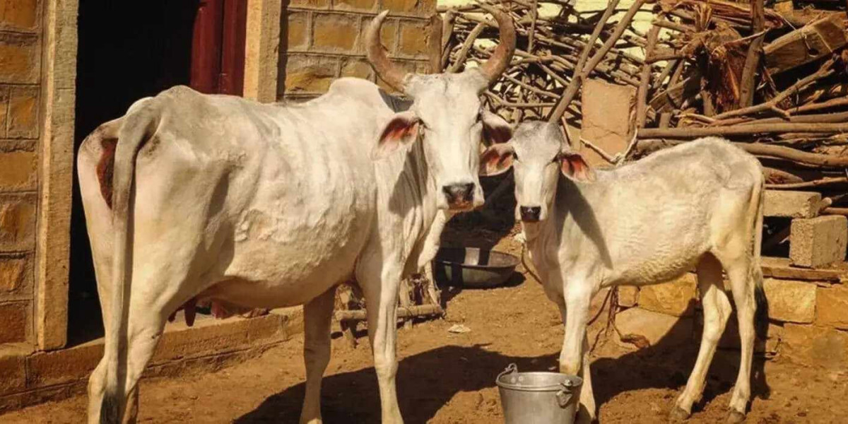 Gau Seva – Make Every Donation Count for Gau Mata