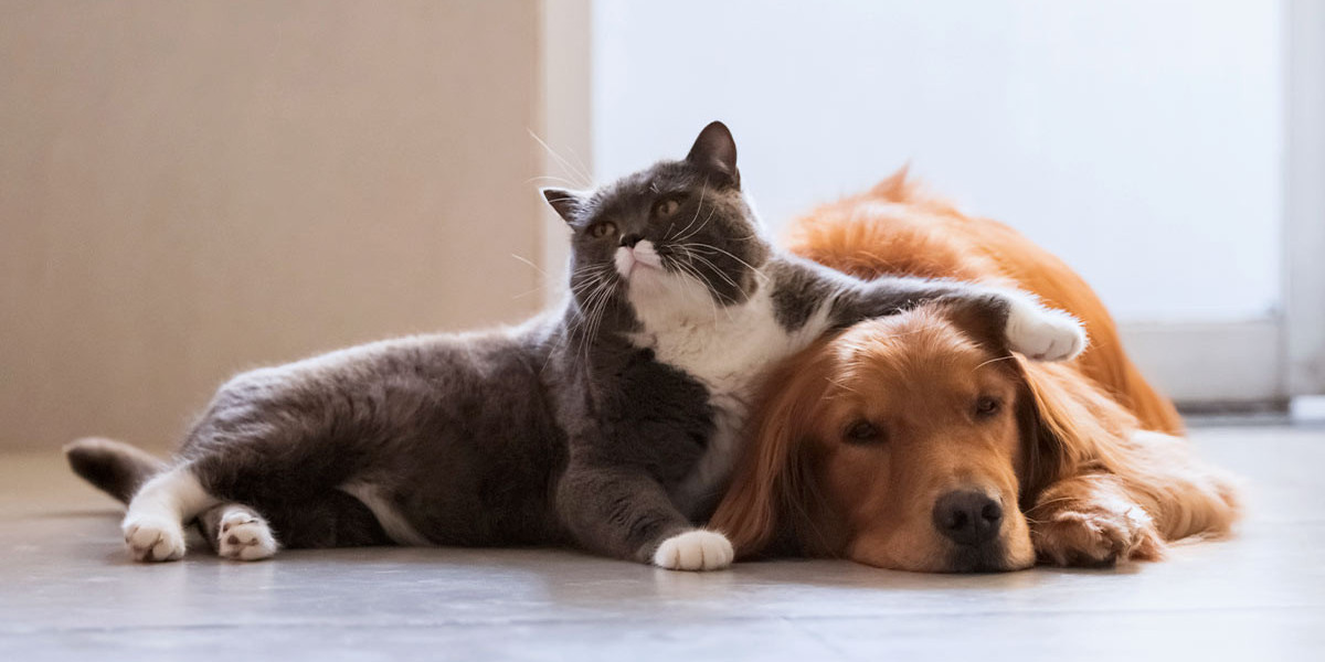 What Animals Do Cats Get Along With?