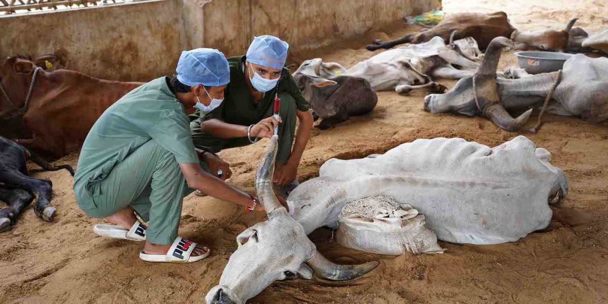 Goshala Near Me – Join the Mission to Protect Gau Mata