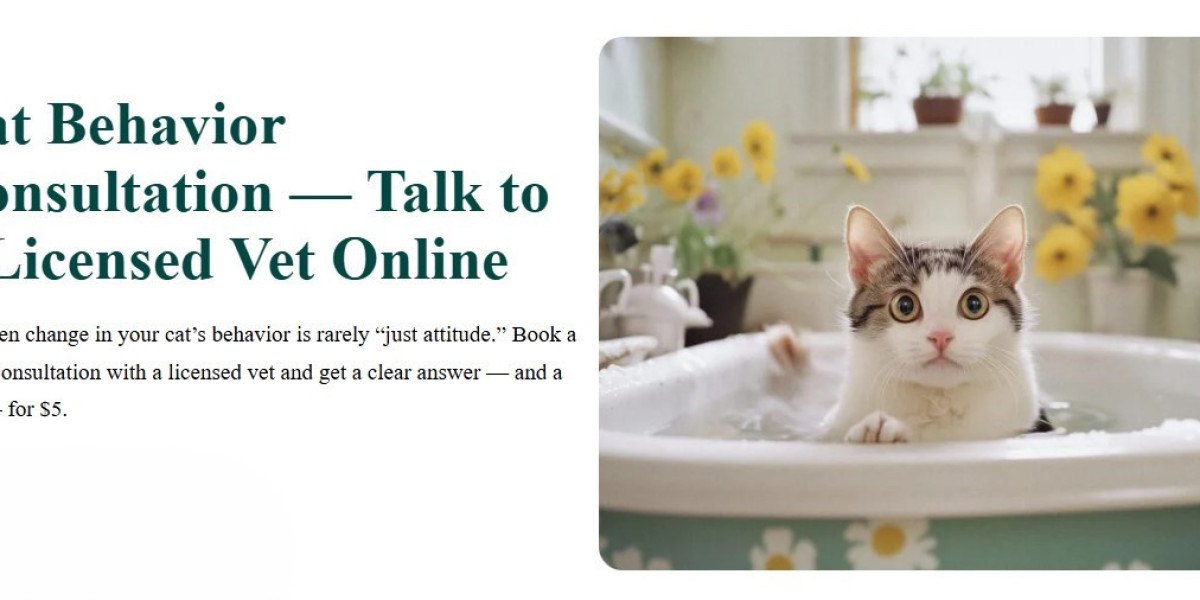 Article: Everything You Need to Know About Online Vet Cat Advice